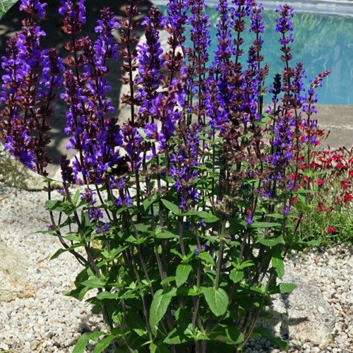 Salvia nemorosa 'Caramia' - Metssalvei 'Caramia'    